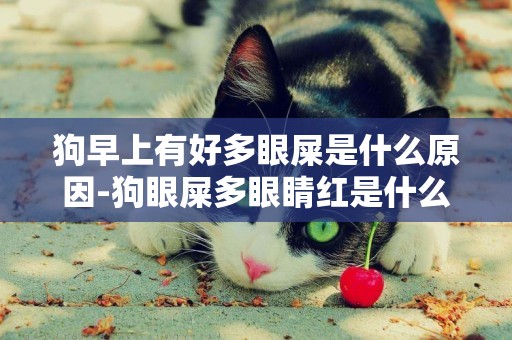 狗早上有好多眼屎是什么原因-狗眼屎多眼睛紅是什么原因