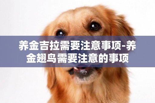 養金吉拉需要注意事項-養金翅鳥需要注意的事項