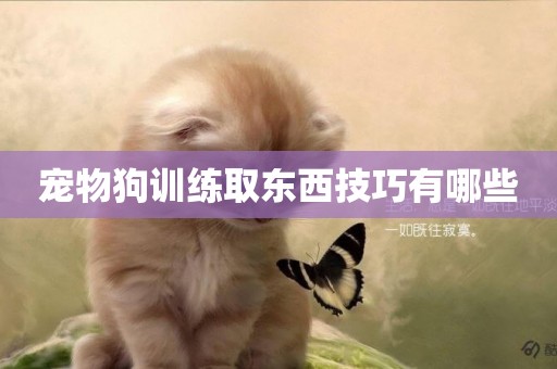 寵物狗訓練取東西技巧有哪些