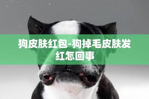 狗皮膚紅包-狗掉毛皮膚發紅怎回事
