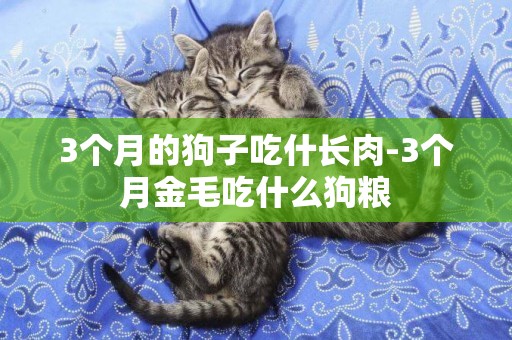 3個月的狗子吃什長肉-3個月金毛吃什么狗糧