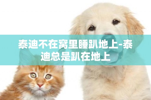 泰迪不在窩里睡趴地上-泰迪總是趴在地上