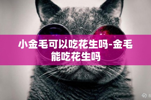小金毛可以吃花生嗎-金毛能吃花生嗎