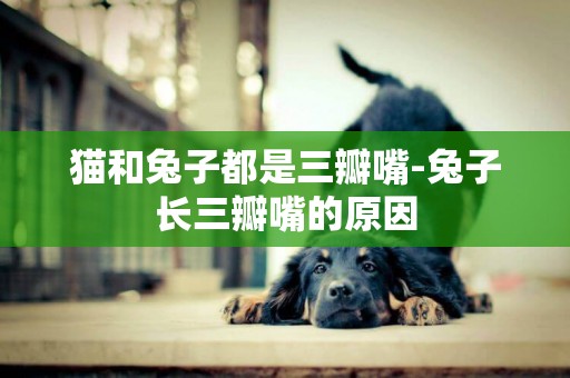貓和兔子都是三瓣嘴-兔子長三瓣嘴的原因