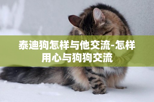 泰迪狗怎樣與他交流-怎樣用心與狗狗交流