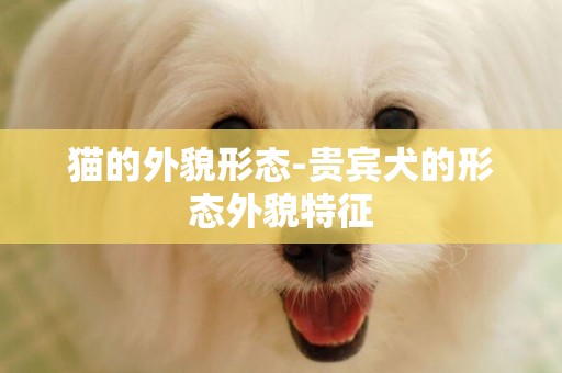 貓的外貌形態-貴賓犬的形態外貌特征