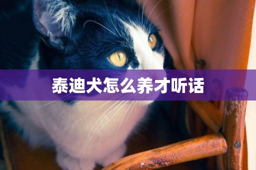 泰迪犬怎么養才聽話