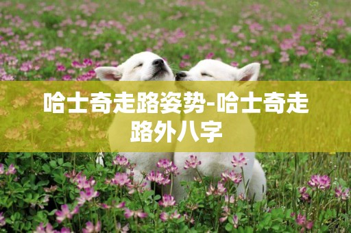 哈士奇走路姿勢-哈士奇走路外八字