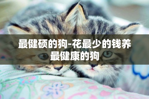 最健碩的狗-花最少的錢養最健康的狗
