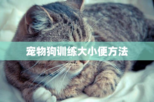 寵物狗訓練大小便方法