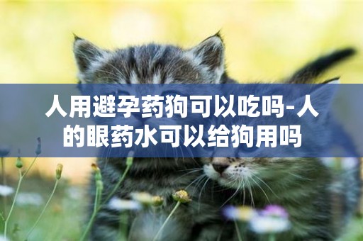 人用避孕藥狗可以吃嗎-人的眼藥水可以給狗用嗎