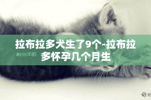 拉布拉多犬生了9個-拉布拉多懷孕幾個月生