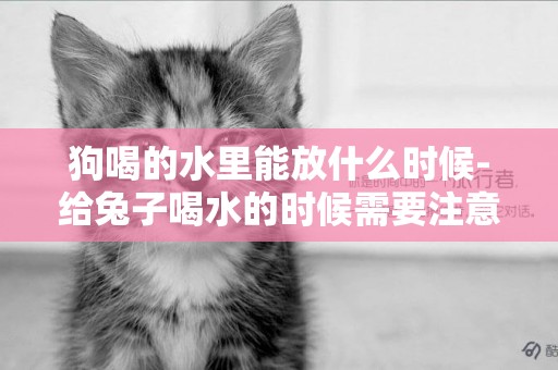 狗喝的水里能放什么時候-給兔子喝水的時候需要注意什么呢