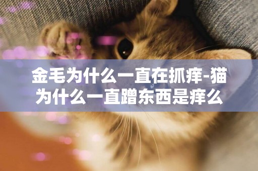 金毛為什么一直在抓癢-貓為什么一直蹭東西是癢么