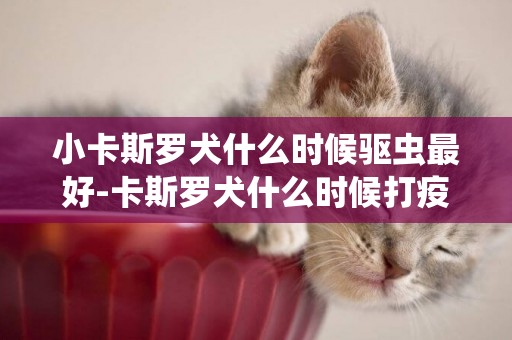 小卡斯羅犬什么時候驅蟲最好-卡斯羅犬什么時候打疫苗