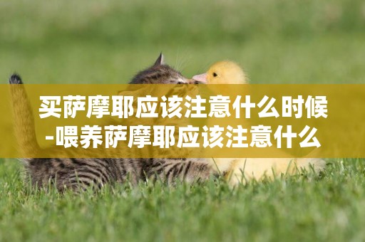 買薩摩耶應該注意什么時候-喂養薩摩耶應該注意什么
