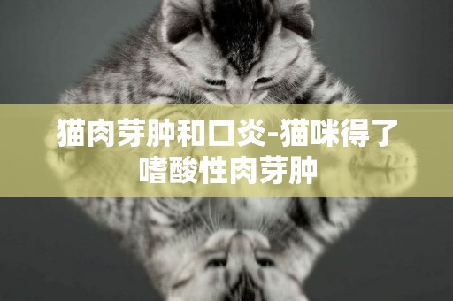 貓肉芽腫和口炎-貓咪得了嗜酸性肉芽腫