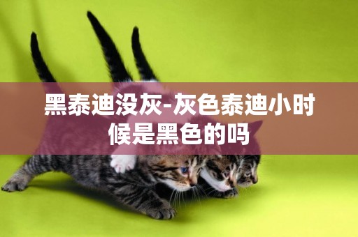 黑泰迪沒灰-灰色泰迪小時候是黑色的嗎