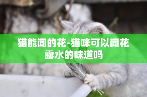 貓能聞的花-貓咪可以聞花露水的味道嗎
