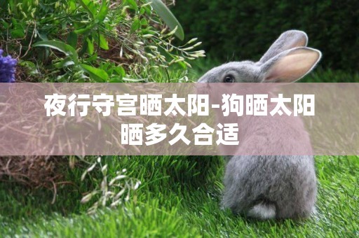 夜行守宮曬太陽-狗曬太陽曬多久合適