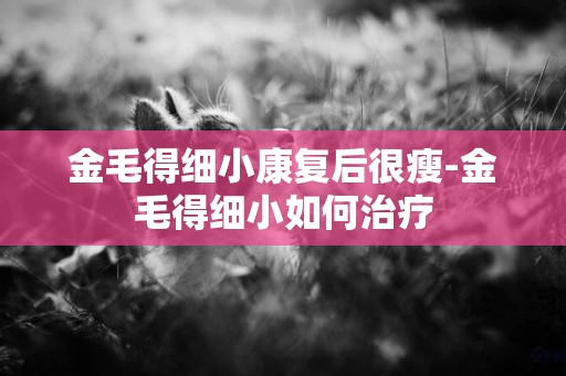 金毛得細小康復后很瘦-金毛得細小如何治療