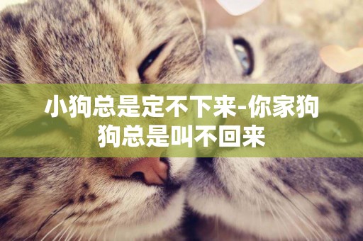 小狗總是定不下來-你家狗狗總是叫不回來