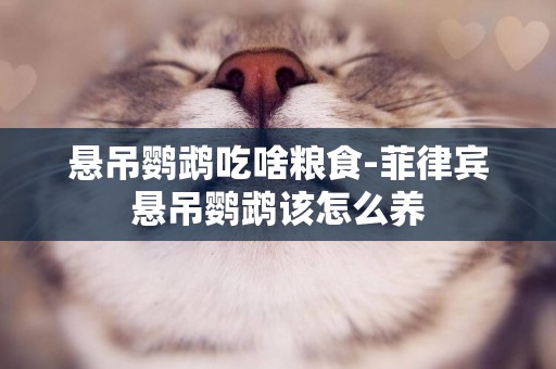 懸吊鸚鵡吃啥糧食-菲律賓懸吊鸚鵡該怎么養