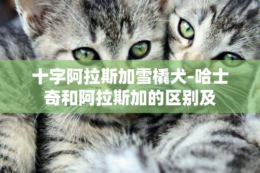 十字阿拉斯加雪橇犬-哈士奇和阿拉斯加的區別及