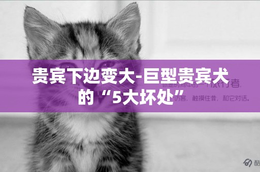 貴賓下邊變大-巨型貴賓犬的“5大壞處”