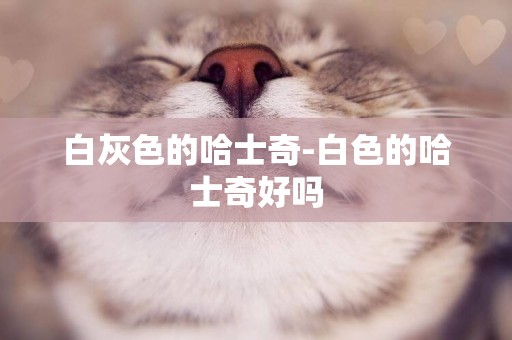 白灰色的哈士奇-白色的哈士奇好嗎