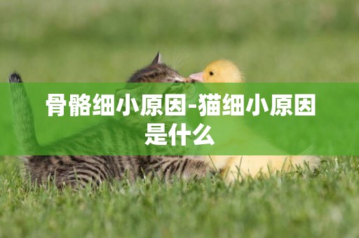 骨骼細小原因-貓細小原因是什么