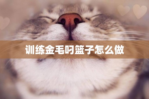 訓練金毛叼籃子怎么做