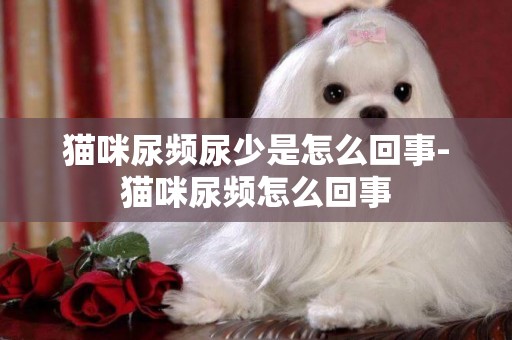 貓咪尿頻尿少是怎么回事-貓咪尿頻怎么回事