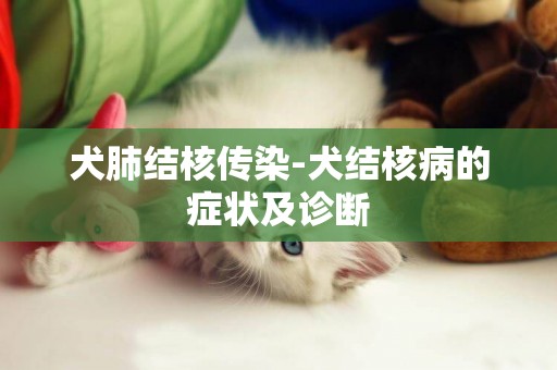 犬肺結核傳染-犬結核病的癥狀及診斷