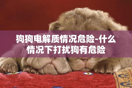 狗狗電解質情況危險-什么情況下打擾狗有危險