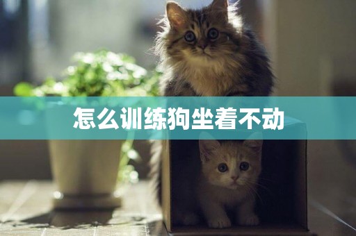 怎么訓練狗坐著不動
