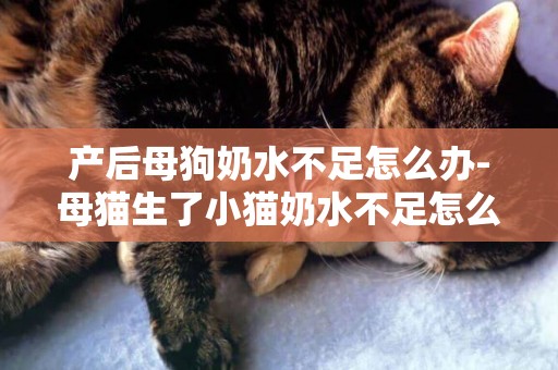 產后母狗奶水不足怎么辦-母貓生了小貓奶水不足怎么辦