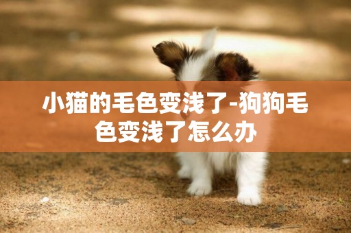 小貓的毛色變淺了-狗狗毛色變淺了怎么辦