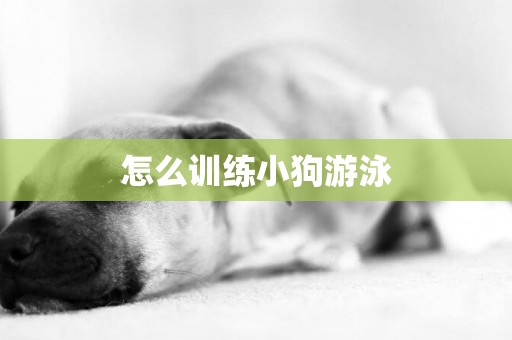 怎么訓練小狗游泳