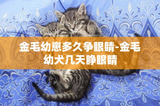 金毛幼崽多久爭眼睛-金毛幼犬幾天睜眼睛