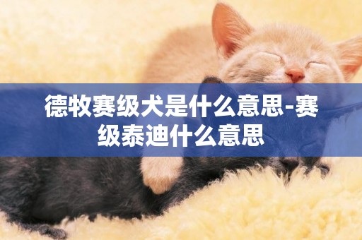 德牧賽級犬是什么意思-賽級泰迪什么意思