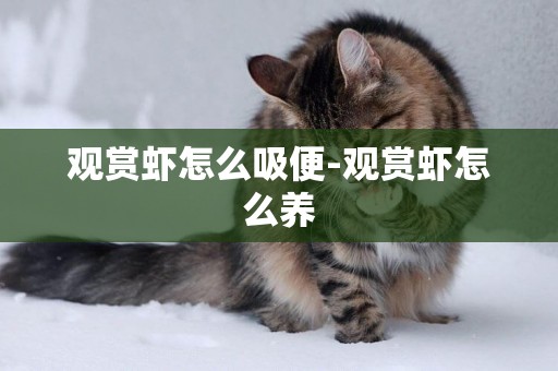 觀賞蝦怎么吸便-觀賞蝦怎么養