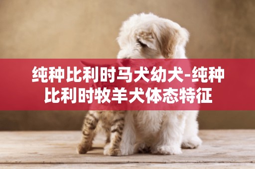 純種比利時馬犬幼犬-純種比利時牧羊犬體態特征