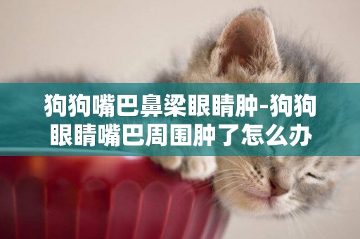 狗狗嘴巴鼻梁眼睛腫-狗狗眼睛嘴巴周圍腫了怎么辦