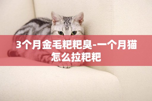 3個月金毛粑粑臭-一個月貓怎么拉粑粑