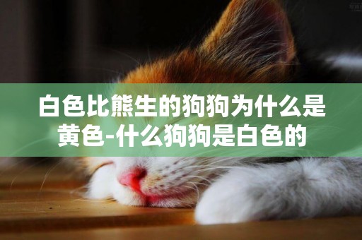 白色比熊生的狗狗為什么是黃色-什么狗狗是白色的