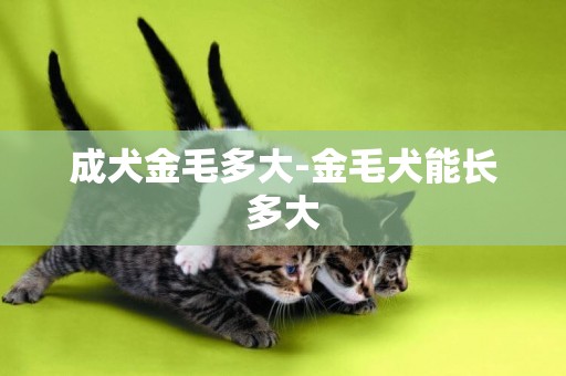 成犬金毛多大-金毛犬能長多大