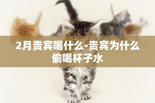2月貴賓喝什么-貴賓為什么偷喝杯子水