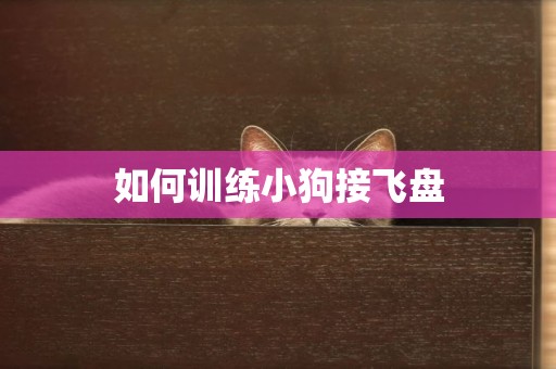 如何訓練小狗接飛盤