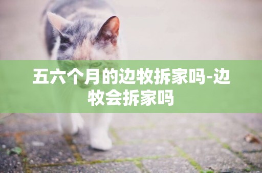 五六個月的邊牧拆家嗎-邊牧會拆家嗎